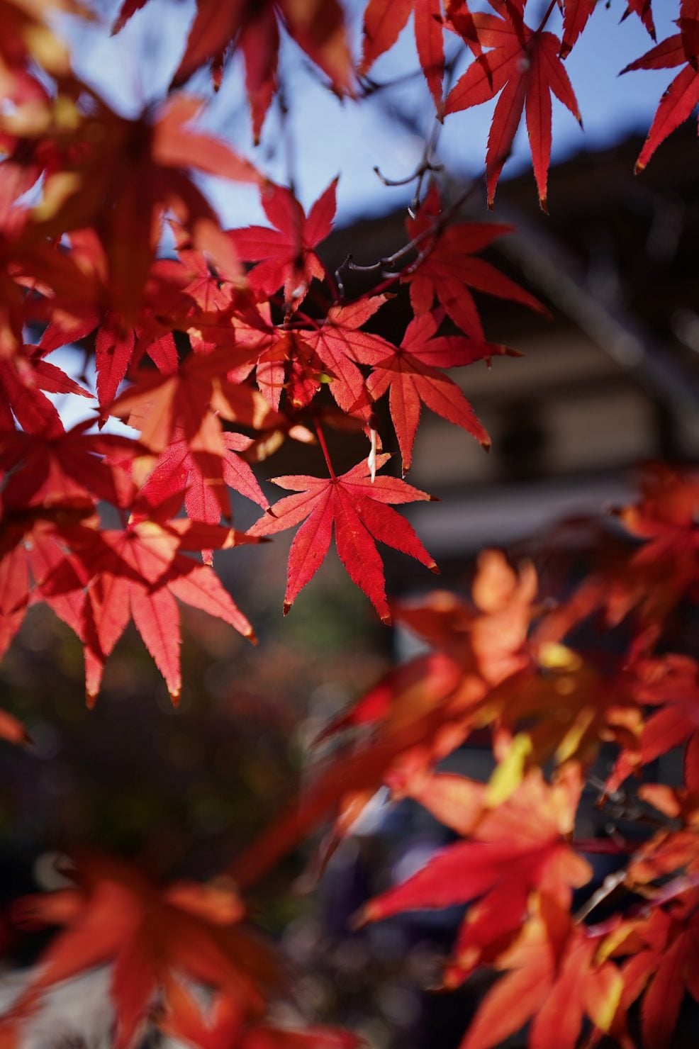 功山寺の紅葉