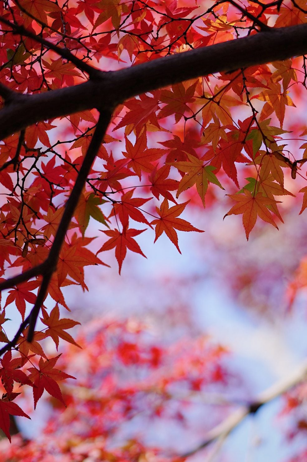功山寺の紅葉