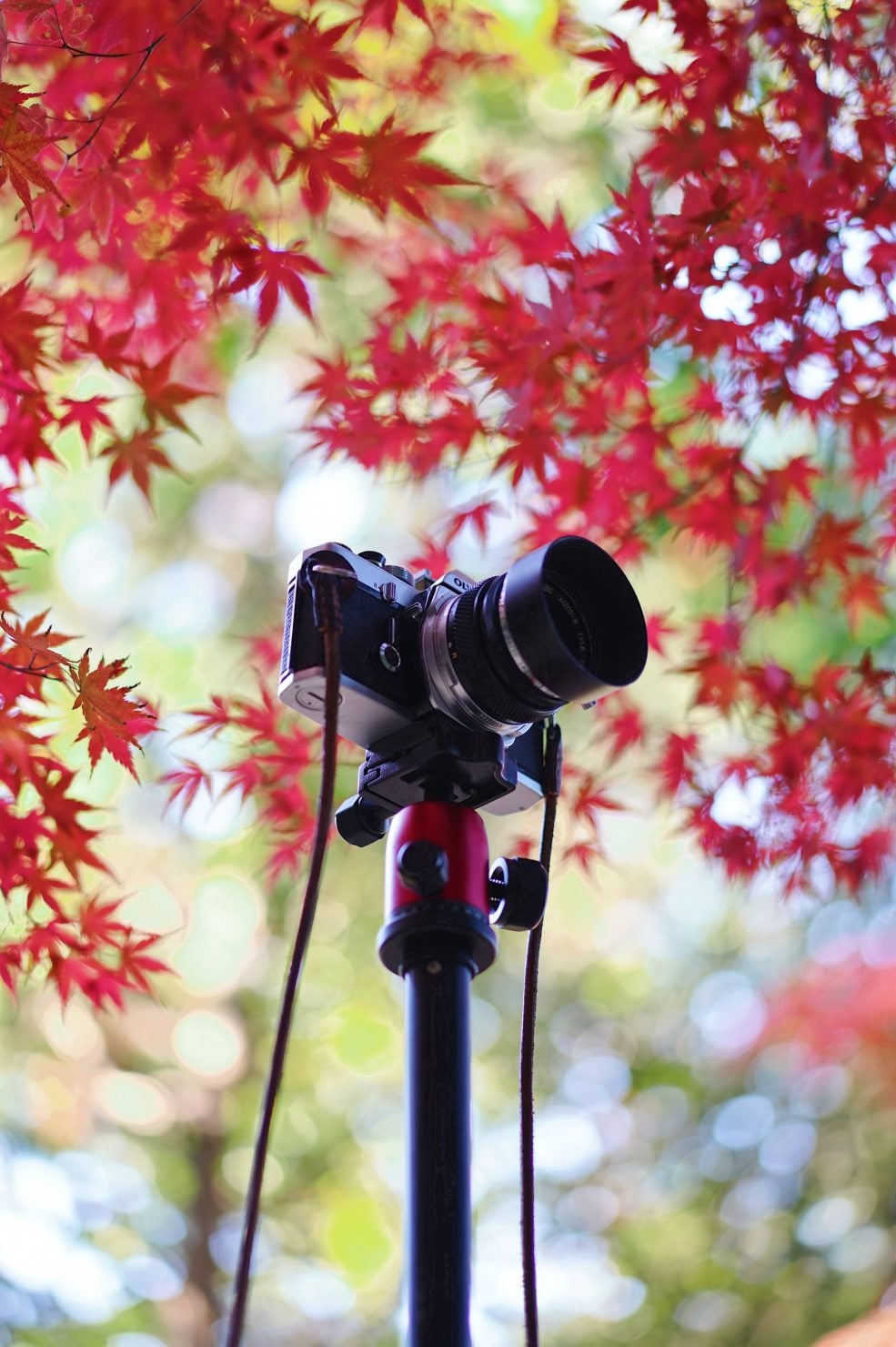 東行庵の紅葉とオリンパスOM-1