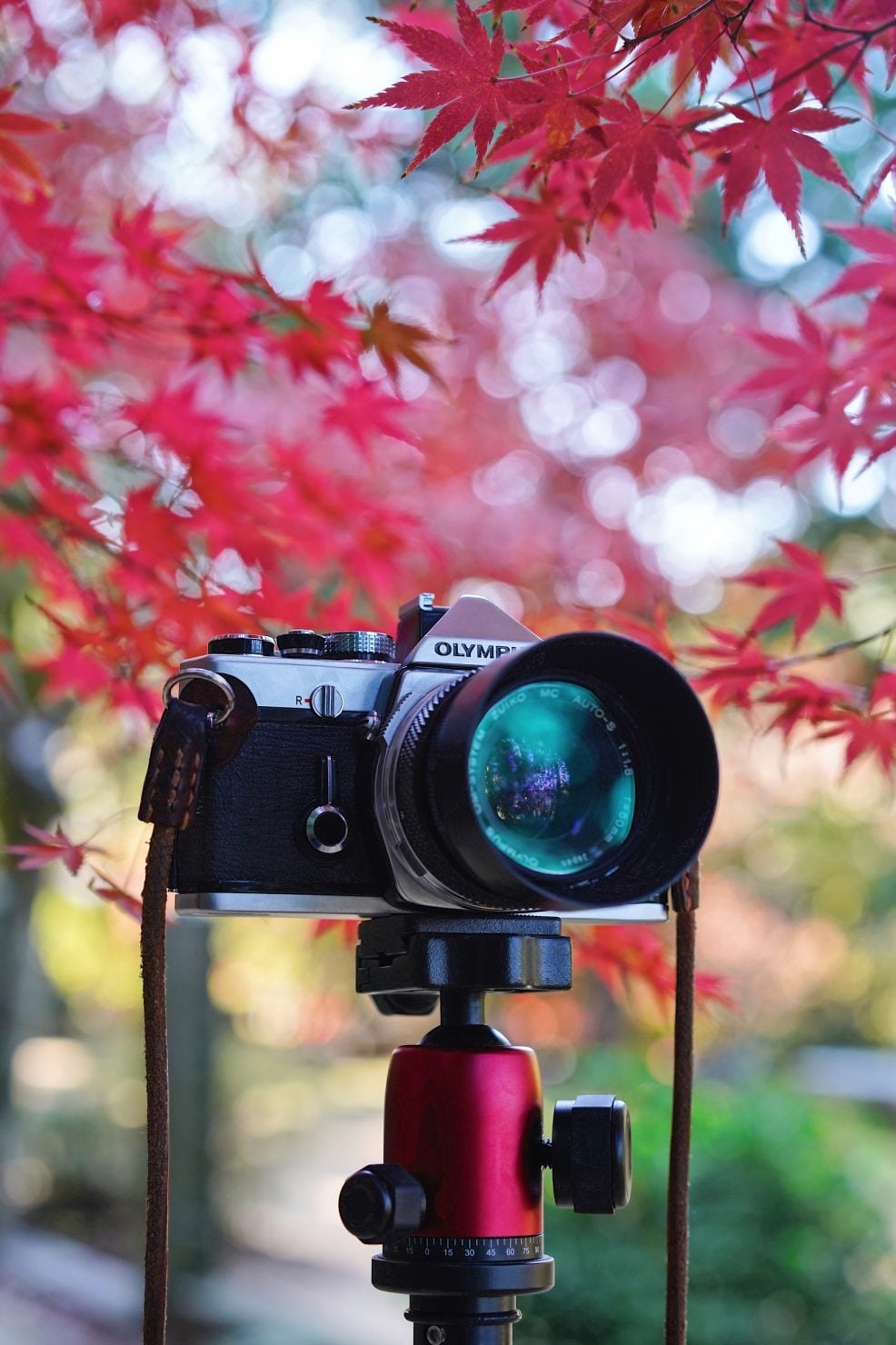 東行庵の紅葉とオリンパスOM-1