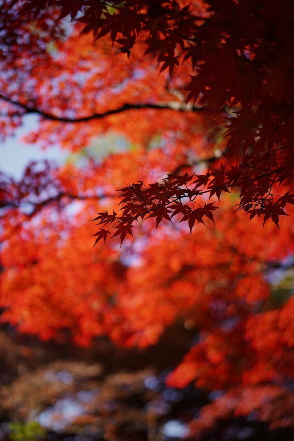 東行庵の紅葉