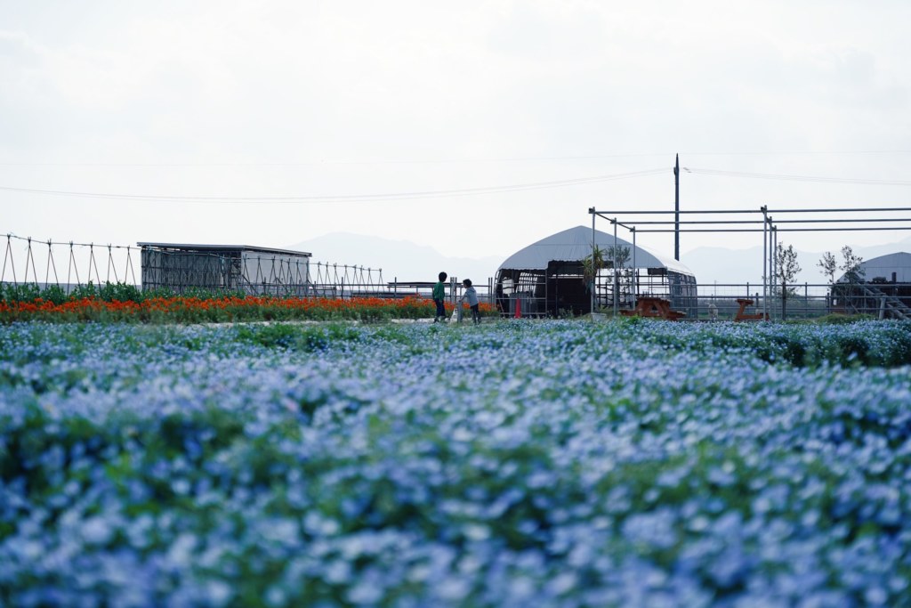 山陽小野田市花の海