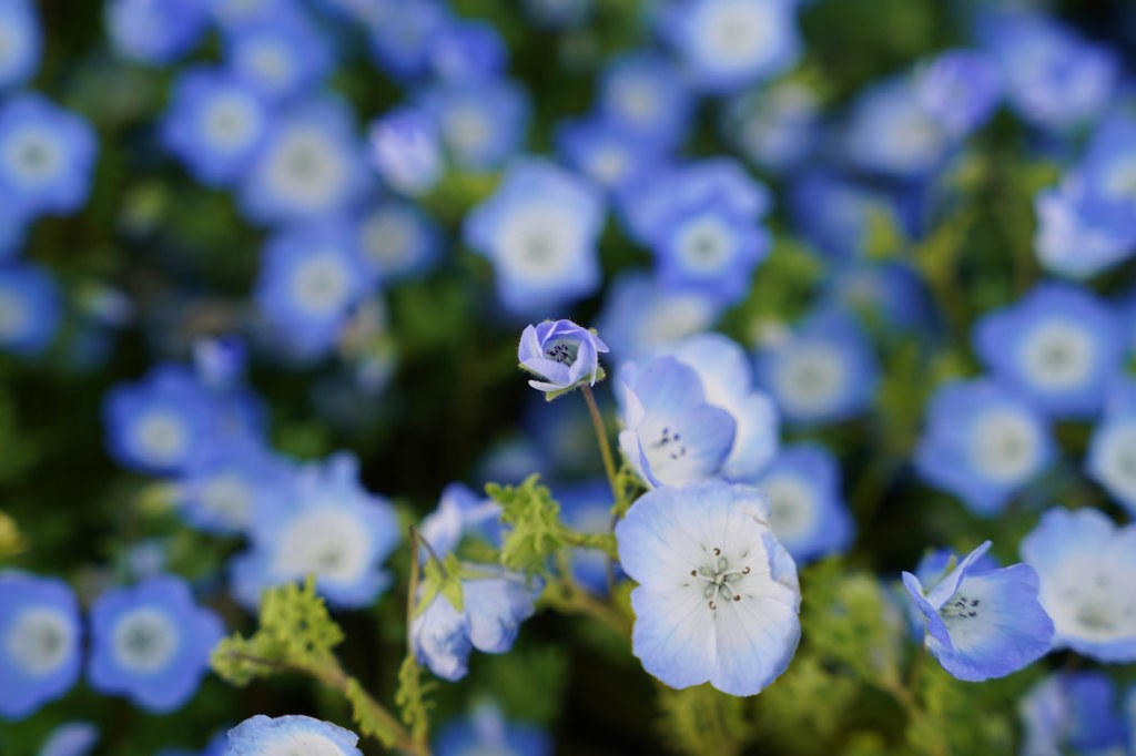 山陽小野田市花の海