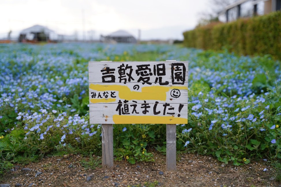 山陽小野田市花の海