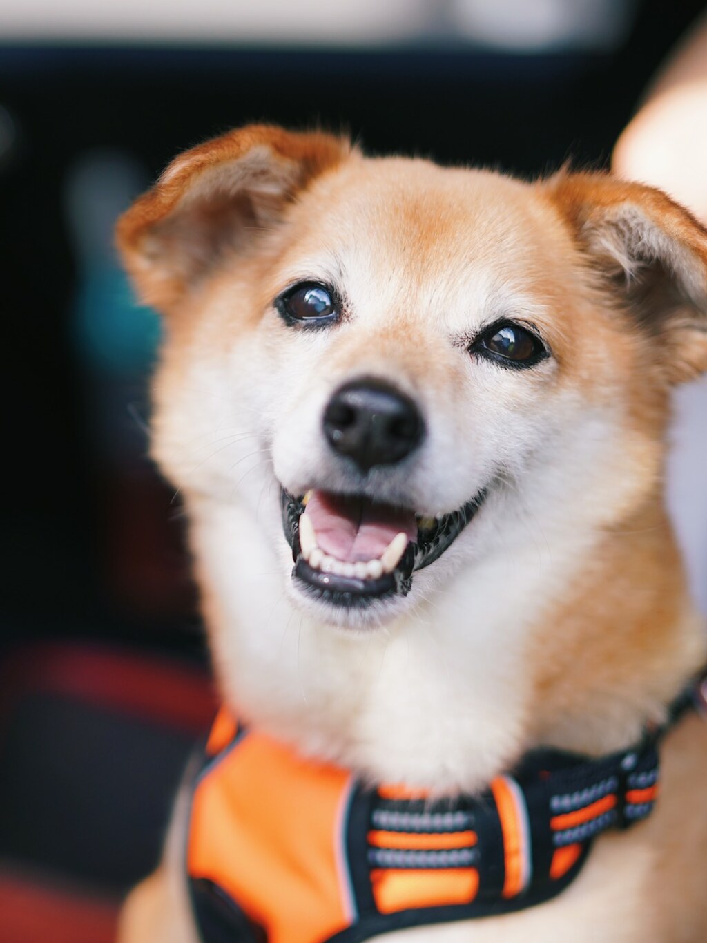 愛犬