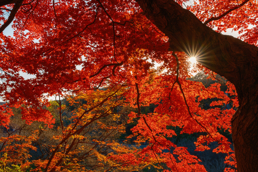 X-T5 + SIGMA 17-40mm F1.8 DC|Art 23.9mm, F8.0, 1/105s, ISO125