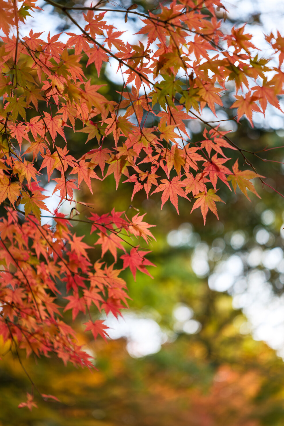 X-T5 + SIGMA 17-40mm F1.8 DC|Art 40mm, F2.0, 1/160s, ISO125