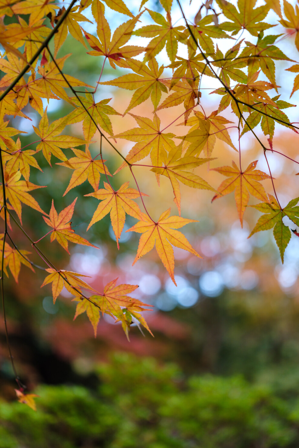 X-T5 + SIGMA 17-40mm F1.8 DC|Art 40mm, F1.8, 1/60s, ISO125