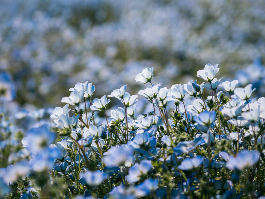 OM-1 Mark II + M.ZUIKO 12-100mm F4.0 IS PRO作例