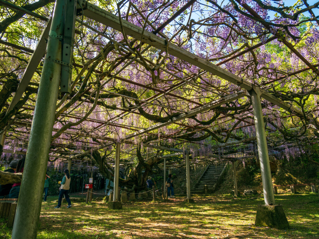 OM-1 Mark II + OLYMPUS M.ZUIKO 12-100mm F4.0 IS PRO作例